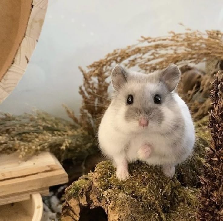 倉鼠老後變得不再愛玩。