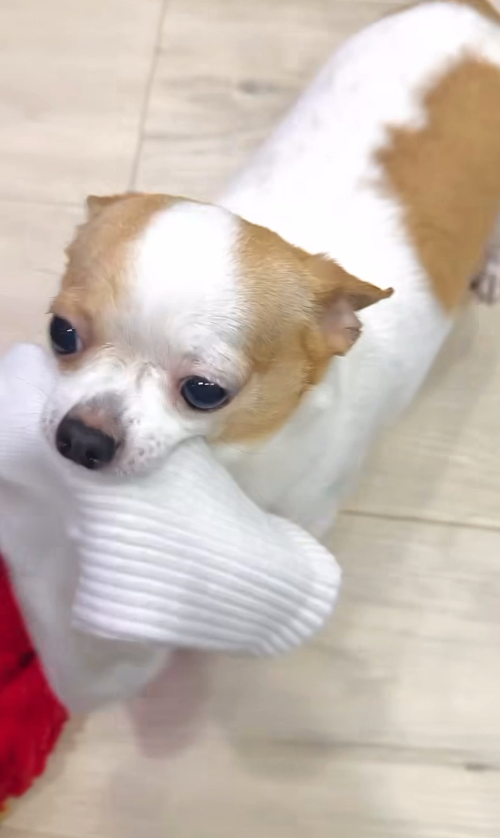 飼主：養了隻足控？