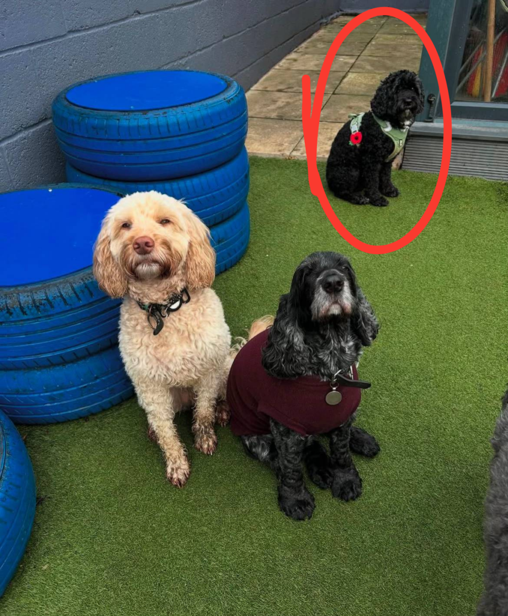 狗狗常常不在狗群中。