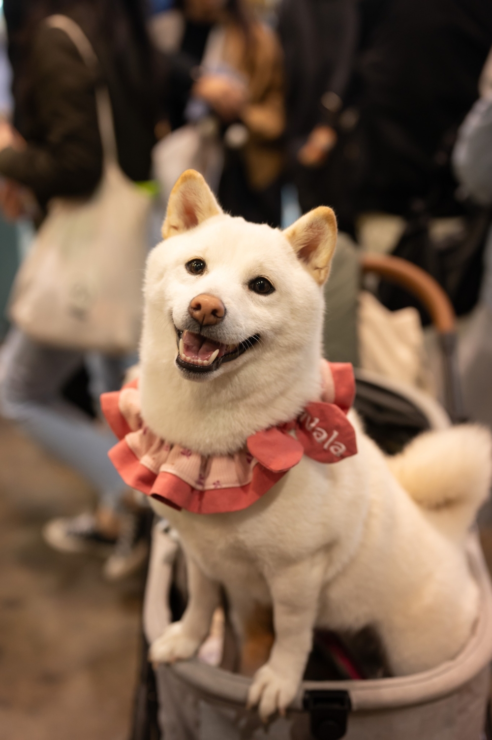 帶寵物入場的飼主需注意喔~