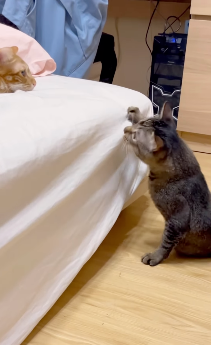 阿吉叫弟弟下來玩～