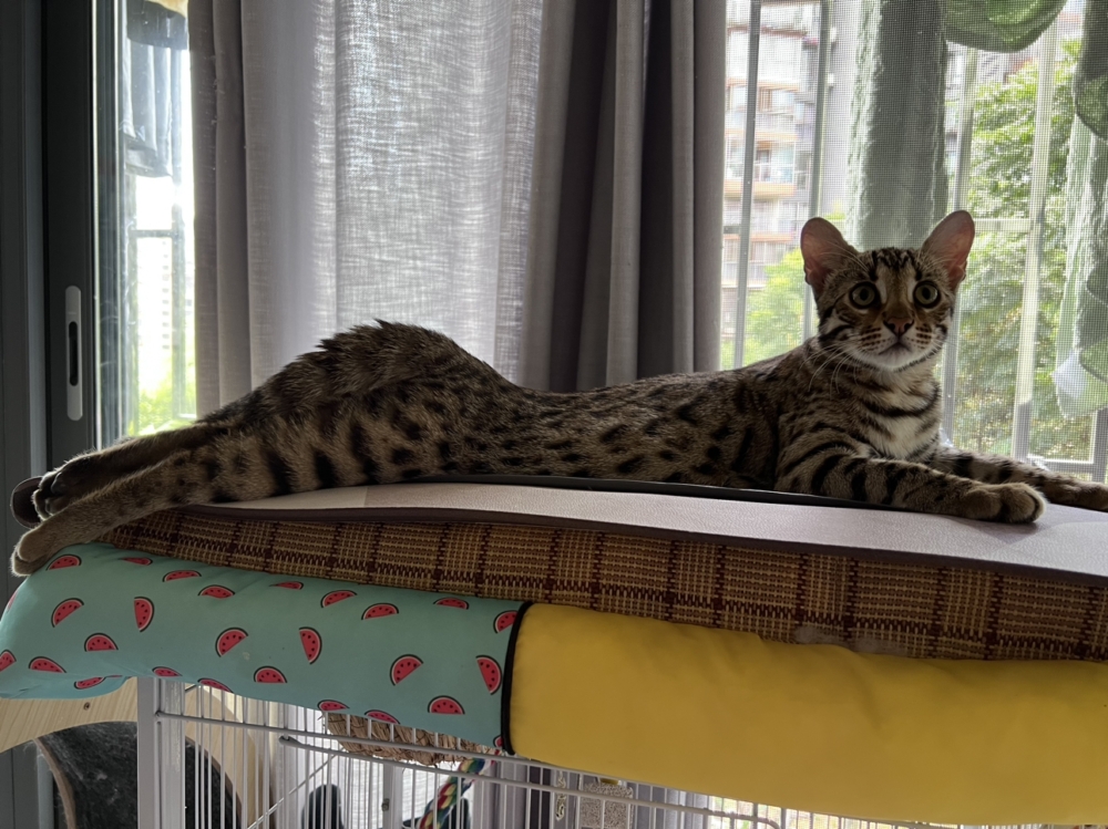 網友2號的同款「一字馬」貓咪