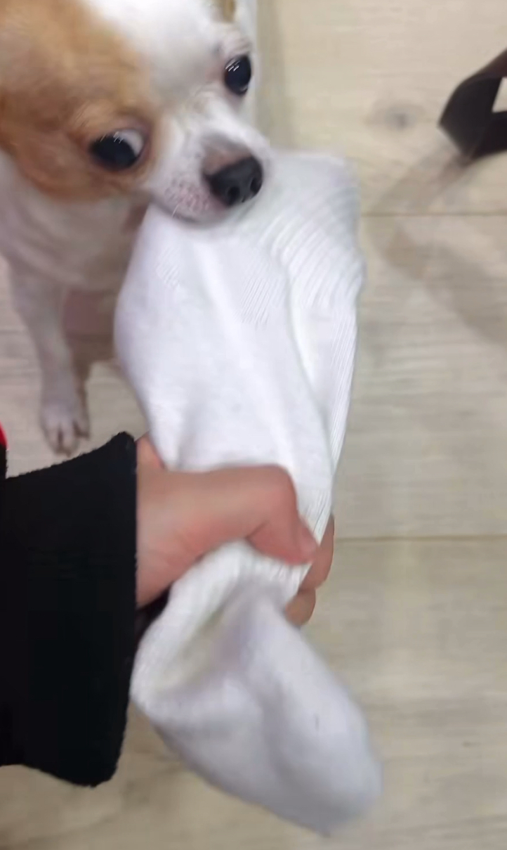 狗狗：這襪子我要定了！