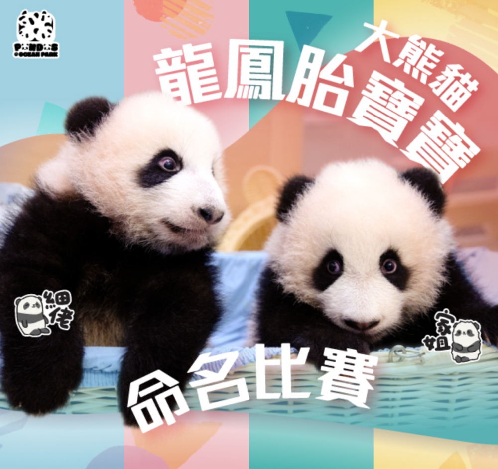 官方想為兩姐弟取正式的名～