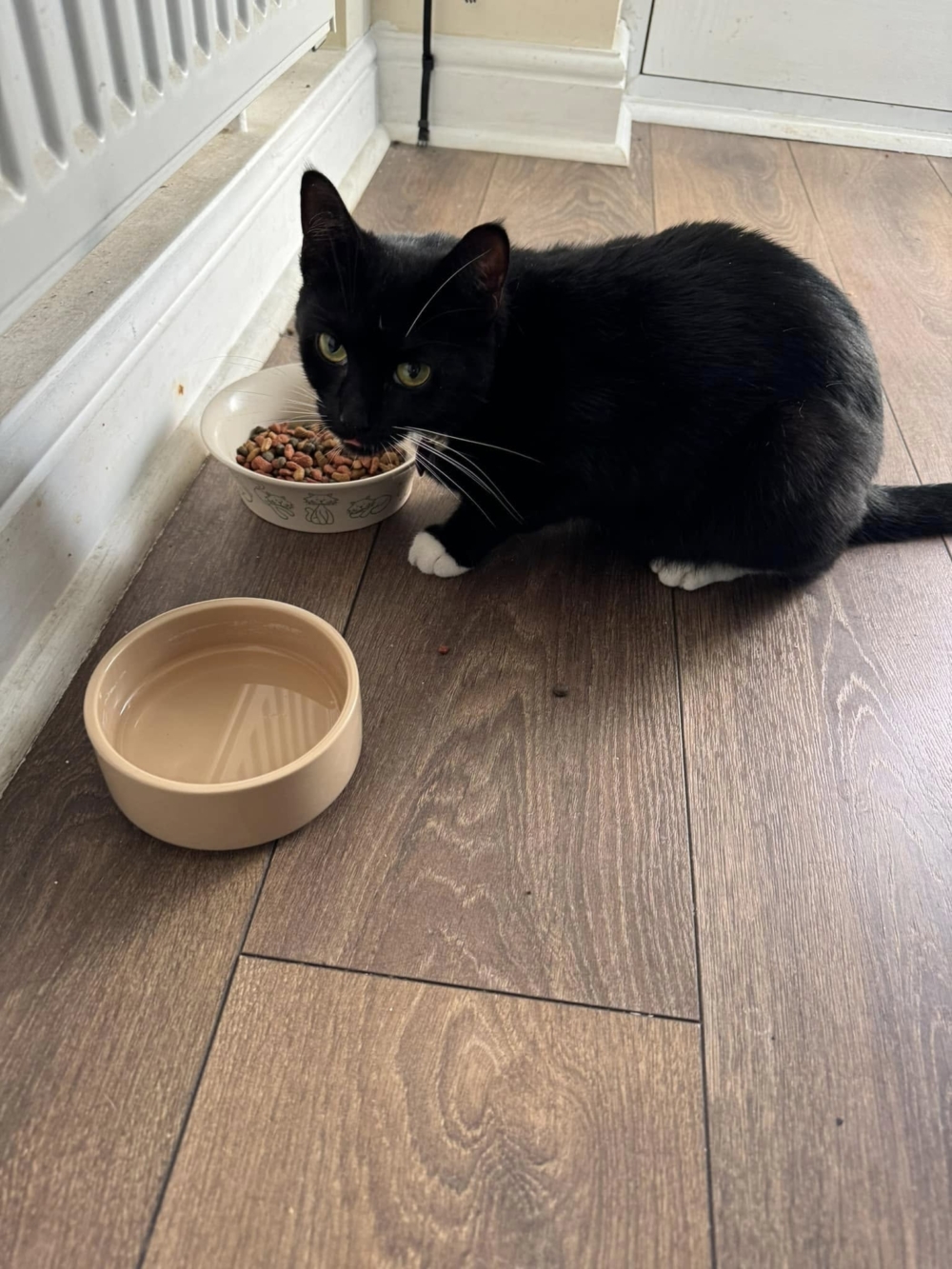 貓咪:區區一日遊,大驚小怪的~