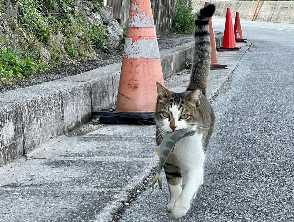 日本貓島:奧武島