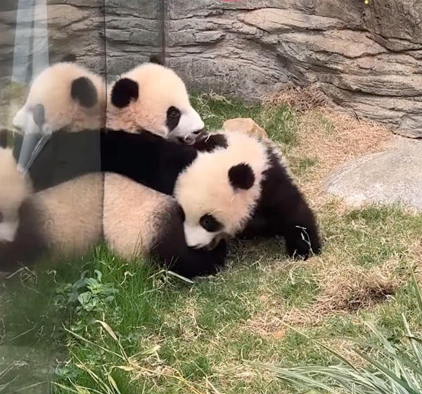 家姐和細佬一起玩耍～