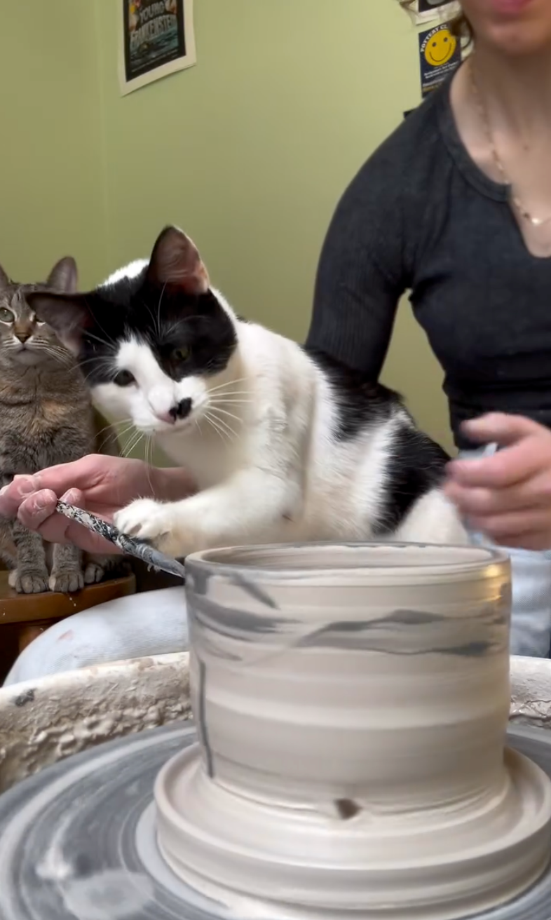 貓咪很認真的在上色！