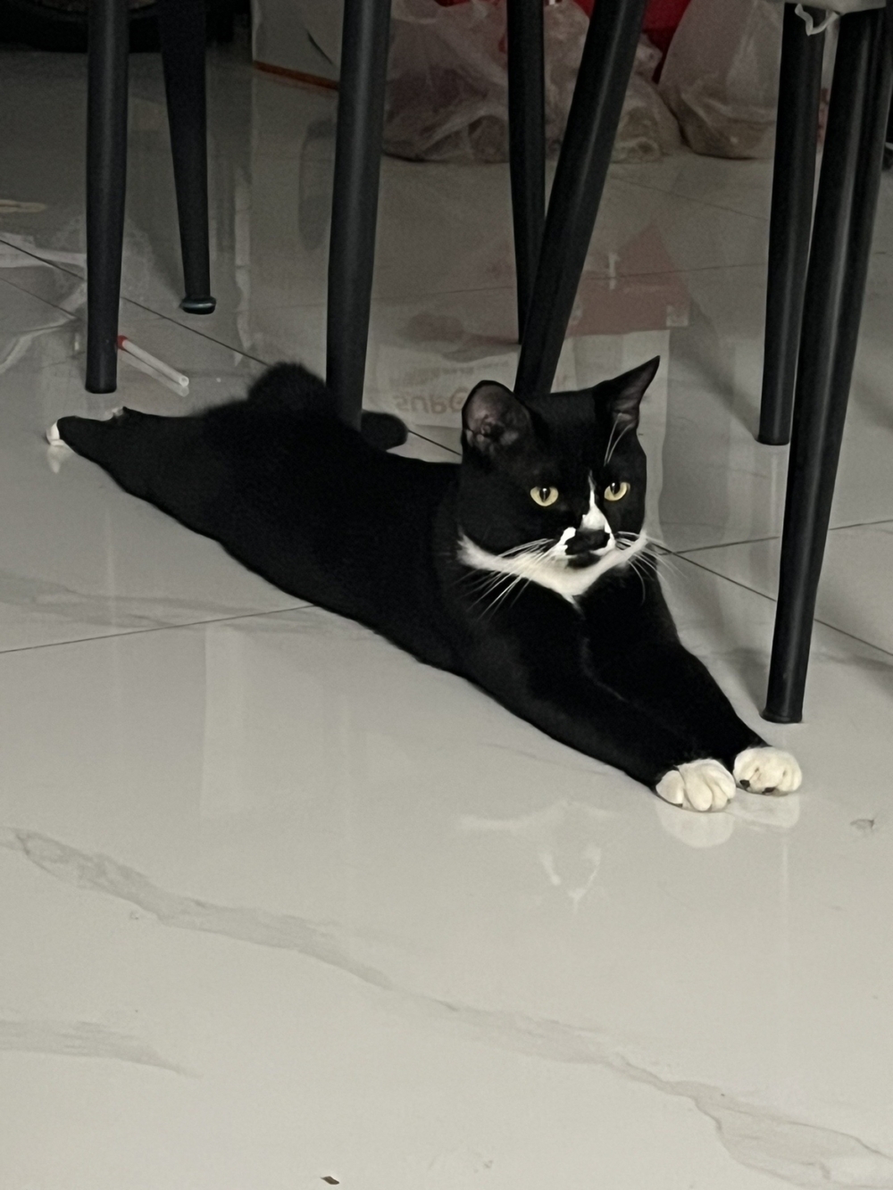 網友一號的同款「一字馬」貓咪