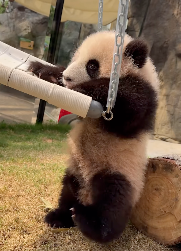 網友們都不同意換名！