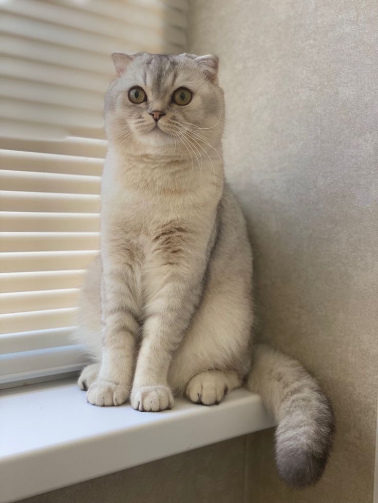 貓咪:找不到朕吧?