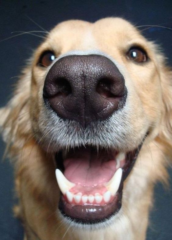 狗狗也會口臭喔～