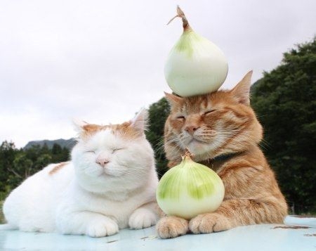 切記不要餵食洋蔥給毛小孩呀～