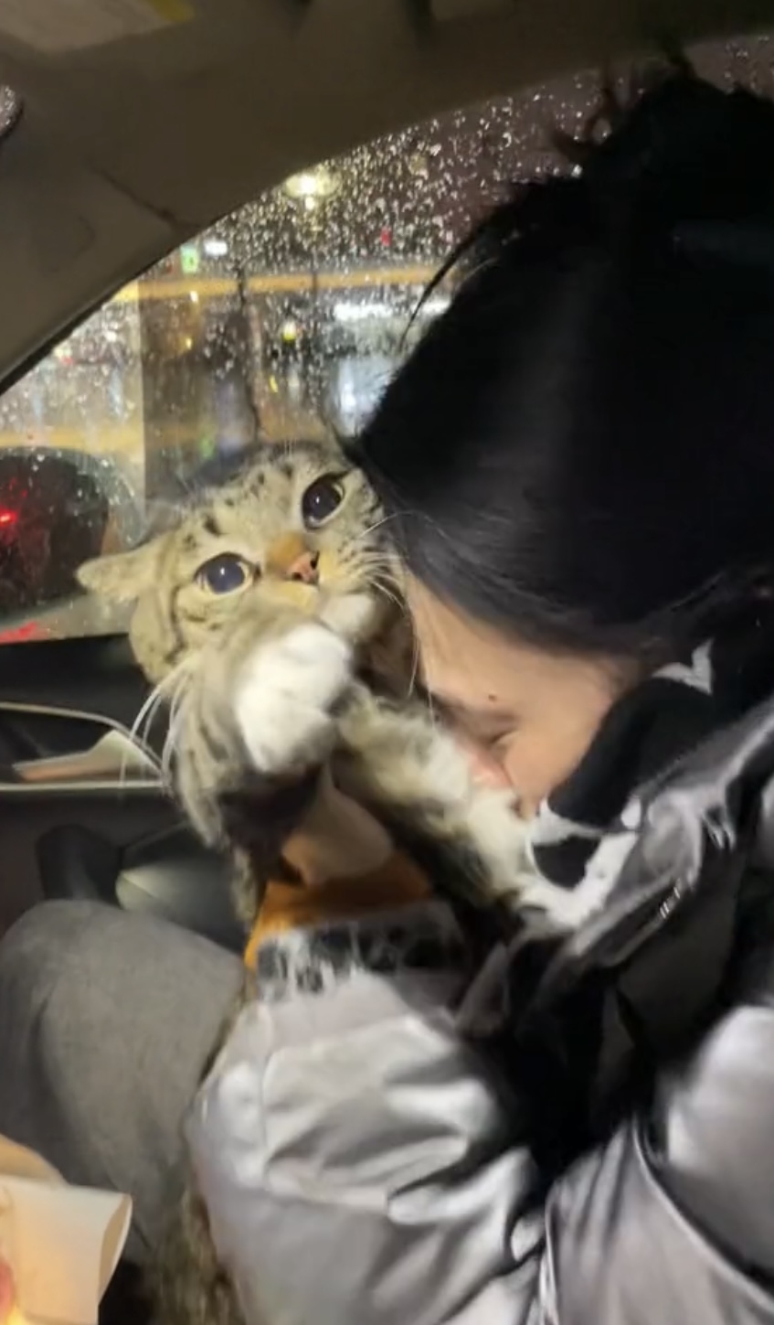 一上車就狂吸貓!