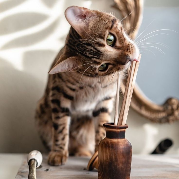 部分精油成分對毛孩有毒～