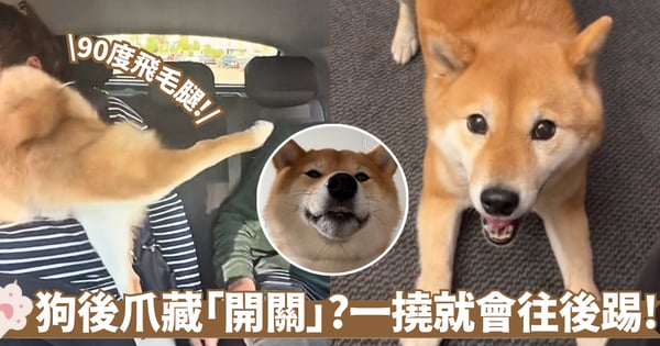 狗狗自帶飛毛腿?飼主輕撓柴柴後爪瞬間觸發防禦「開關」網笑翻:完美90度後踢!