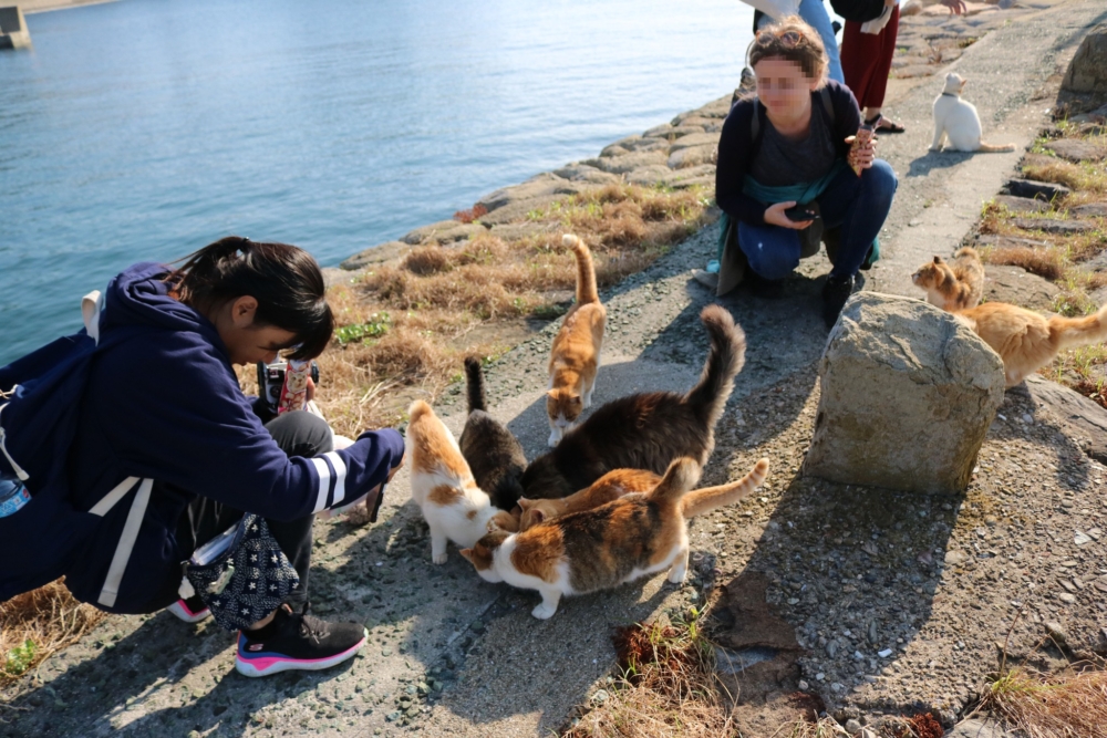 日本中最為人認識的貓島必定是位於愛媛縣的青島。