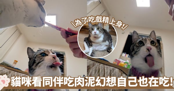 貓界奧斯卡級演技！貓咪看著同伴吃肉泥 雙眼發光還吐舌頭彷彿在隔空享用美食！
