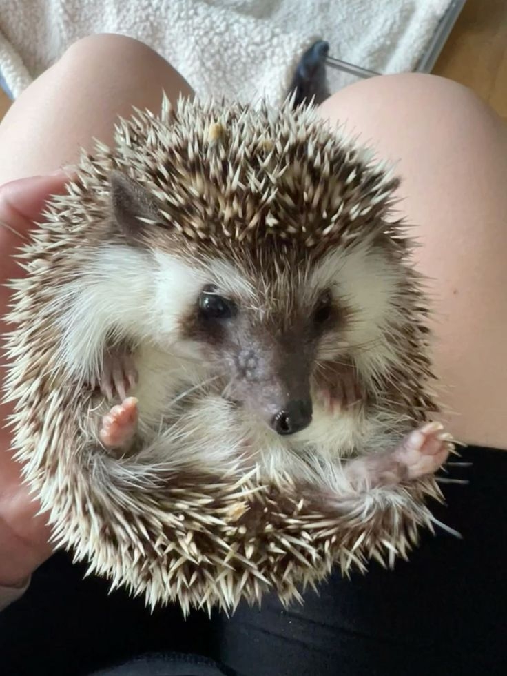 分辨公母可以從生殖器與肛門之間的距離來看。