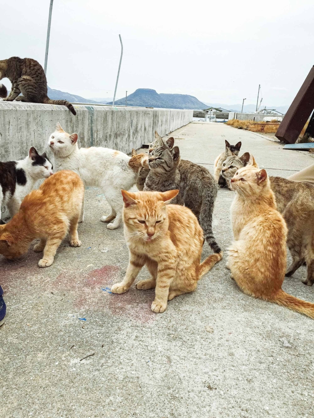 日本貓島:男木島