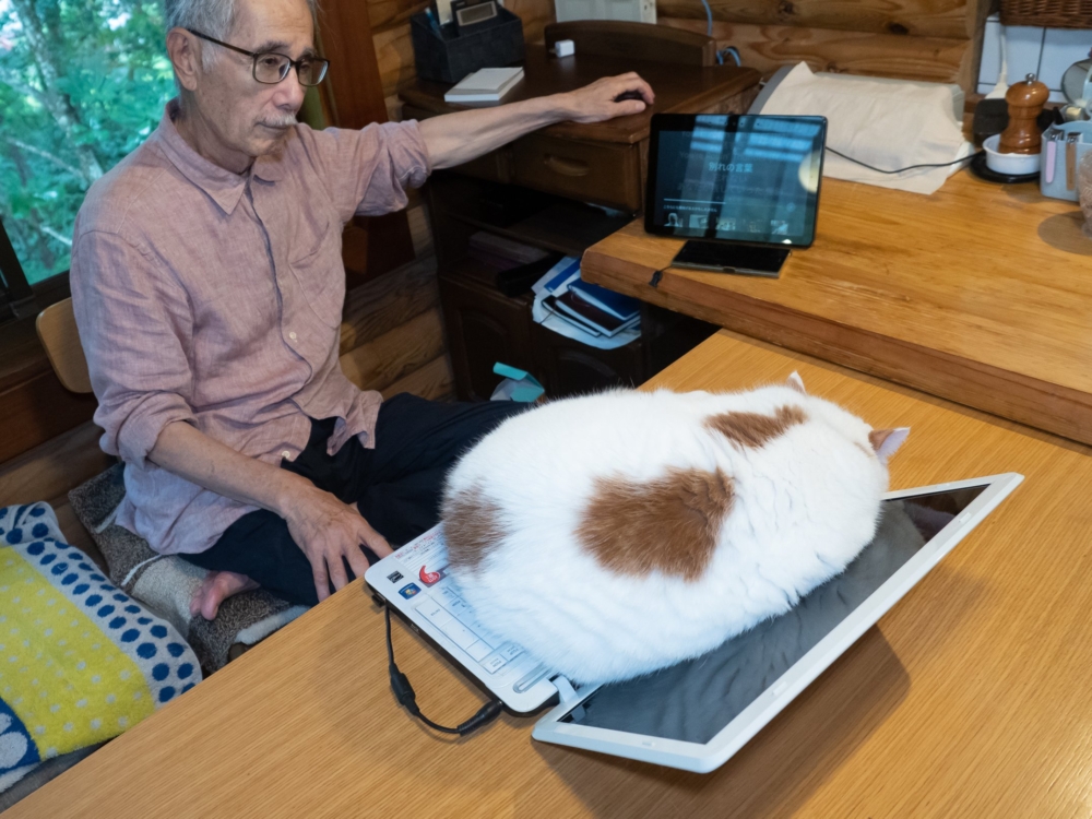 貓咪：就不讓你看，怎樣？