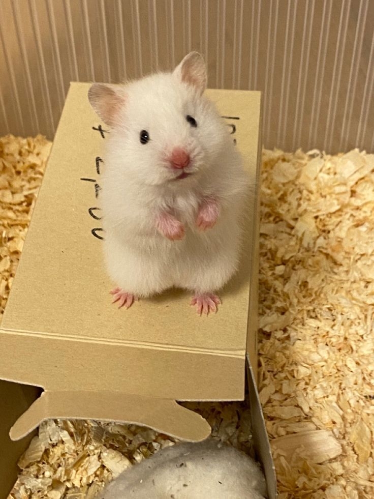 保持倉鼠的生活空間乾淨。