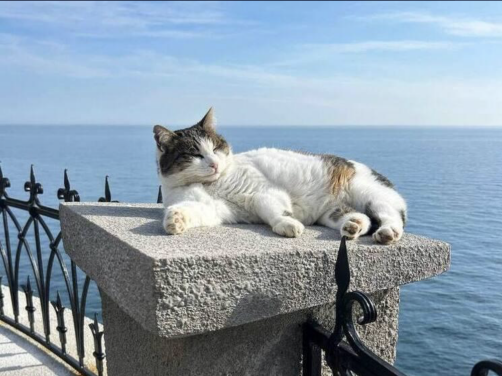 Musya已經在燕窩城堡生活超過十年~