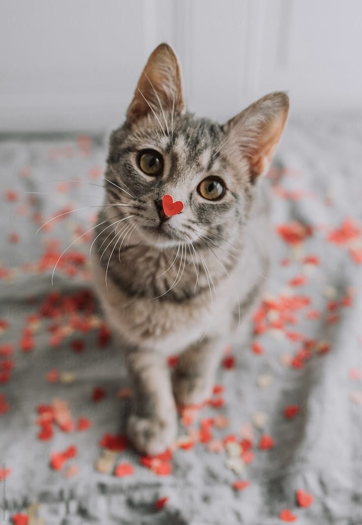 飼主需注意這些潛藏危險的禮物！