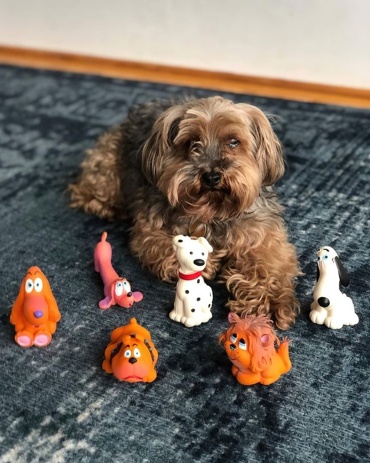 細小玩具與配件會讓毛孩有誤食的風險。