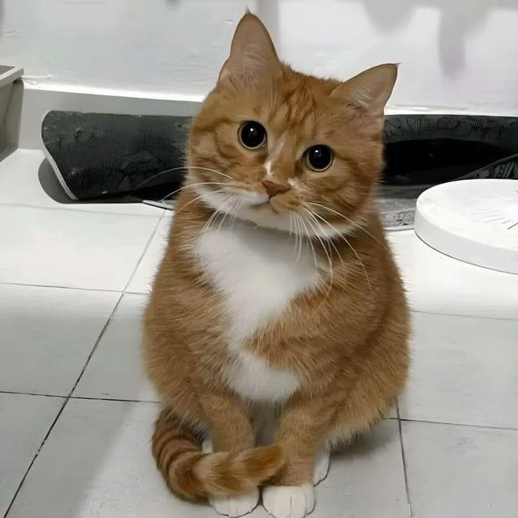 橘貓真的好「吸金」，不過是吸走主人的金！