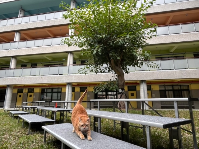 阿肥經常在校園巡視。