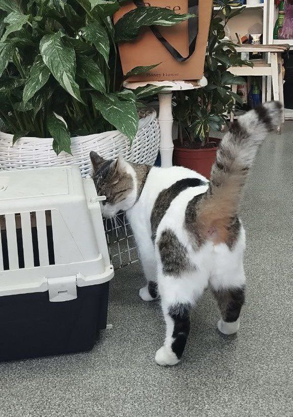 為了Musya的安全，當地決定幫牠找個好主人了～