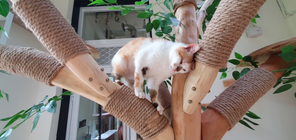 台灣首座貓咪室內樂園要來了！