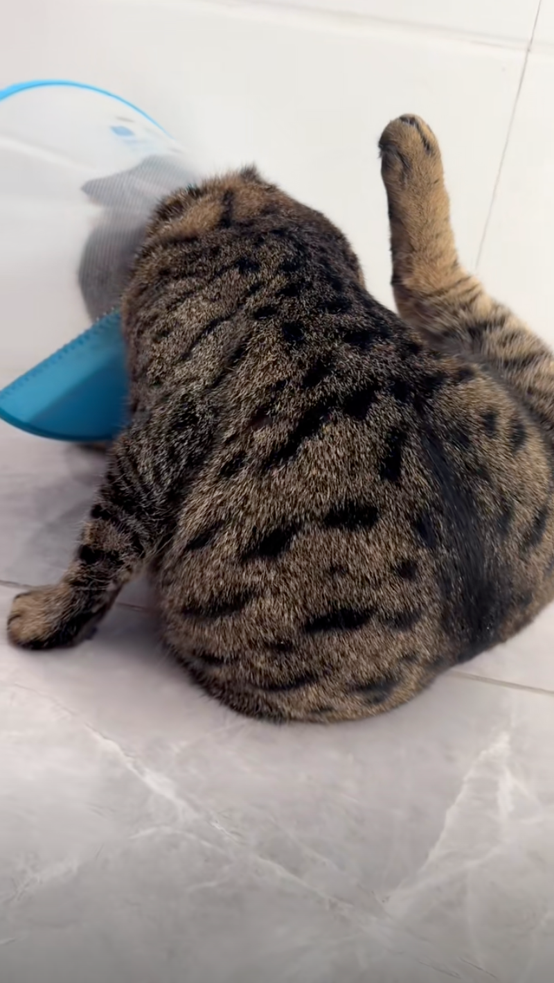 不甘心還是想尋找牠的蛋蛋～