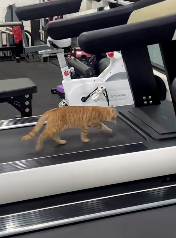 這貓很愛跑步欸～