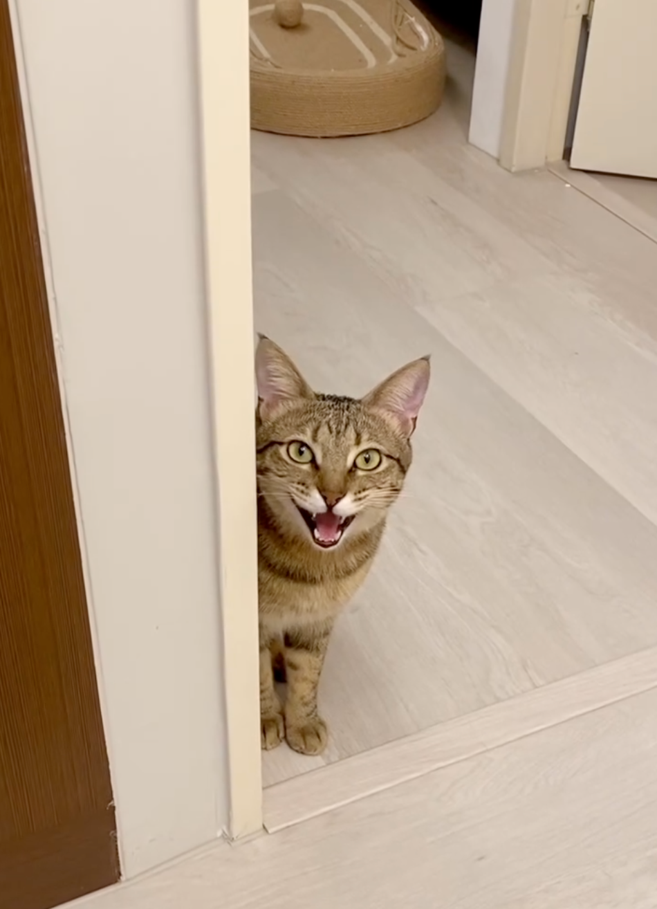 小小話嘮，很愛找媽媽說話～