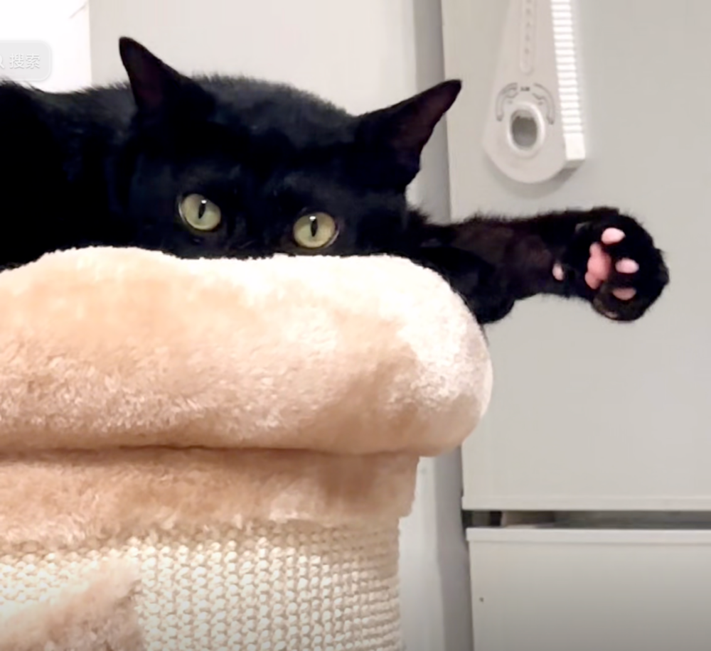 這隻貓貓是「稀有品種」喔！