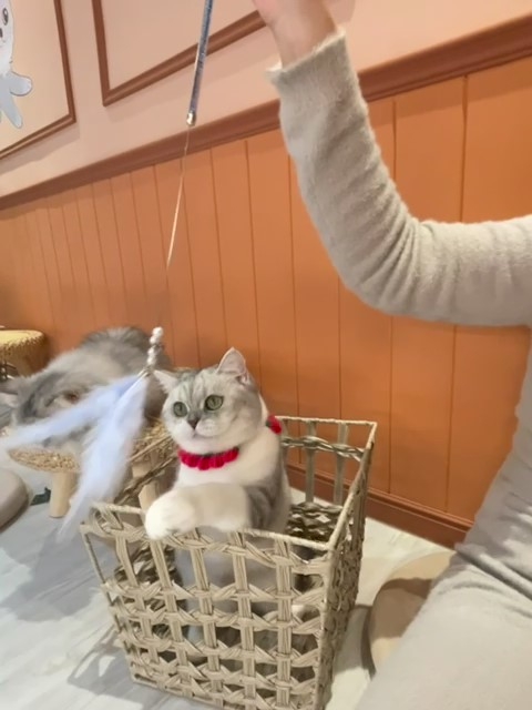 貓咪也能擁有專屬的遊樂天地！