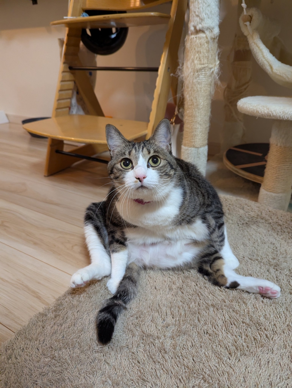 喵:奴才快來幫我擦屁屁。