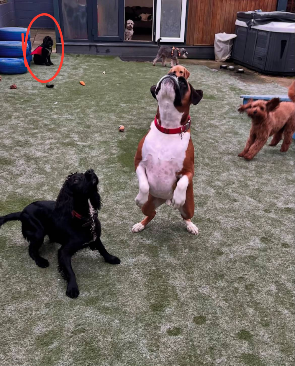 狗狗常常一個人待在角落。