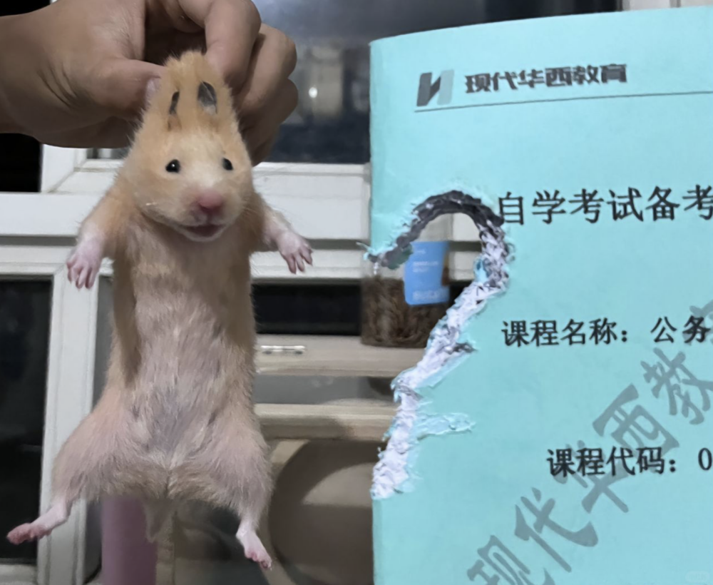 鼠鼠：哎呀～被抓到了～