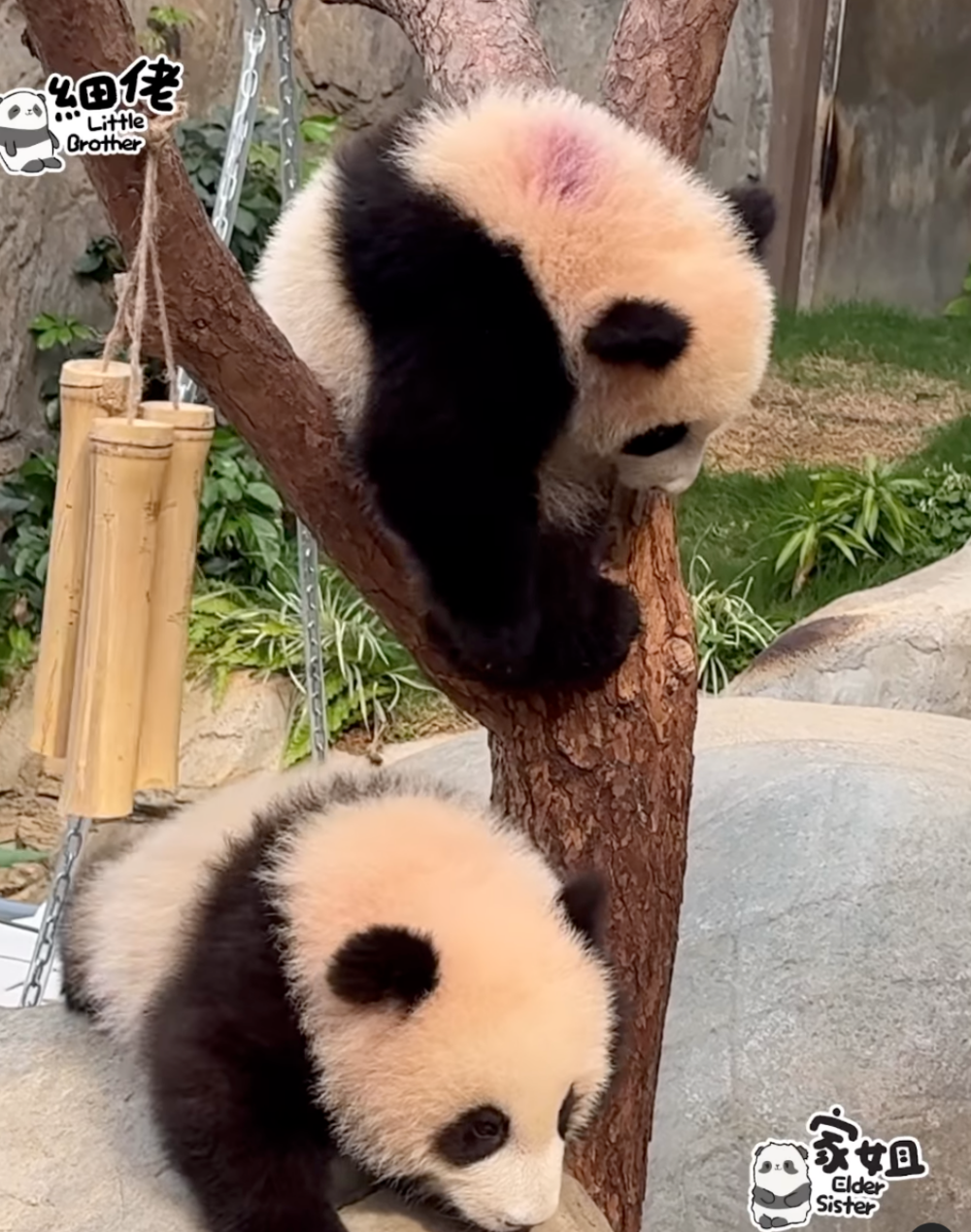 細佬背部有紫色標記喔～