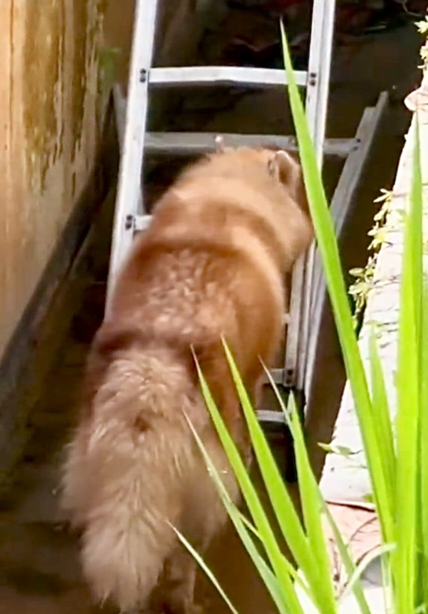 狗狗不知道怎麼上去～