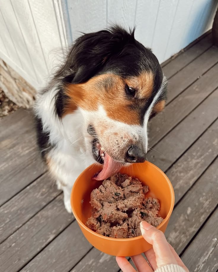 可以嘗試改善狗狗的飲食喔～