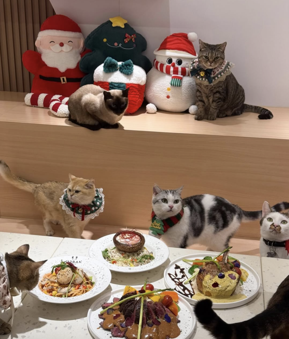 有好多貓貓可以摸！