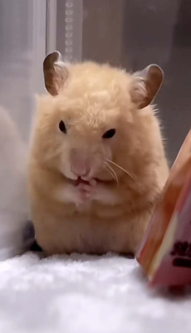 鼠鼠：我只是喜歡拆家能有什麼錯呢～