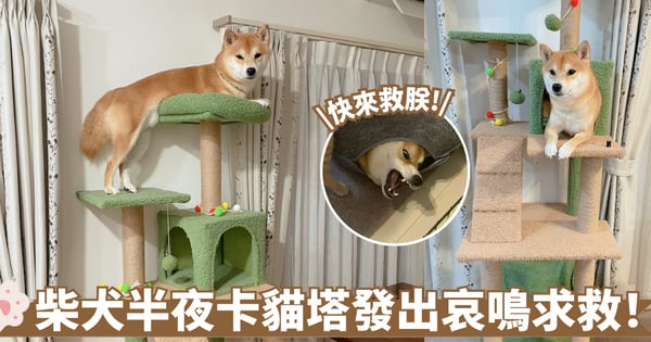 柴犬半夜闖禍 爬上貓爬架頂端卻下不來 發出「哭聲」求救超可愛!