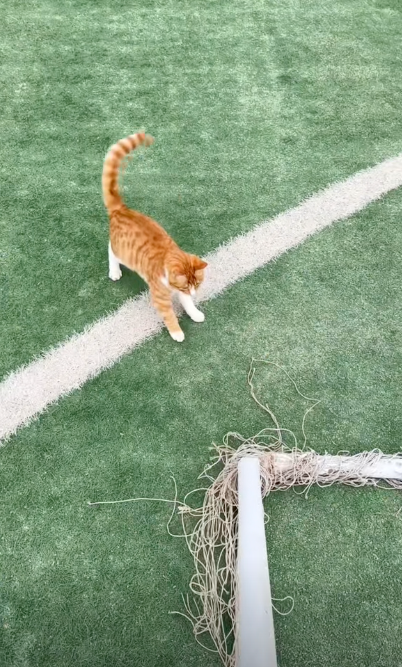 蛋教練是館內的常客！