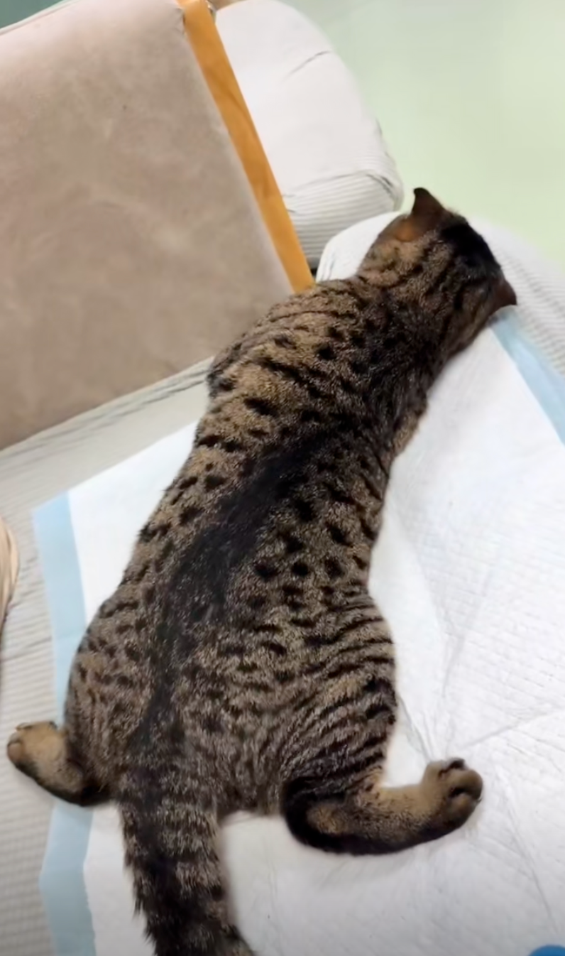 貓咪：站起來有什麼用，蛋蛋都沒了～