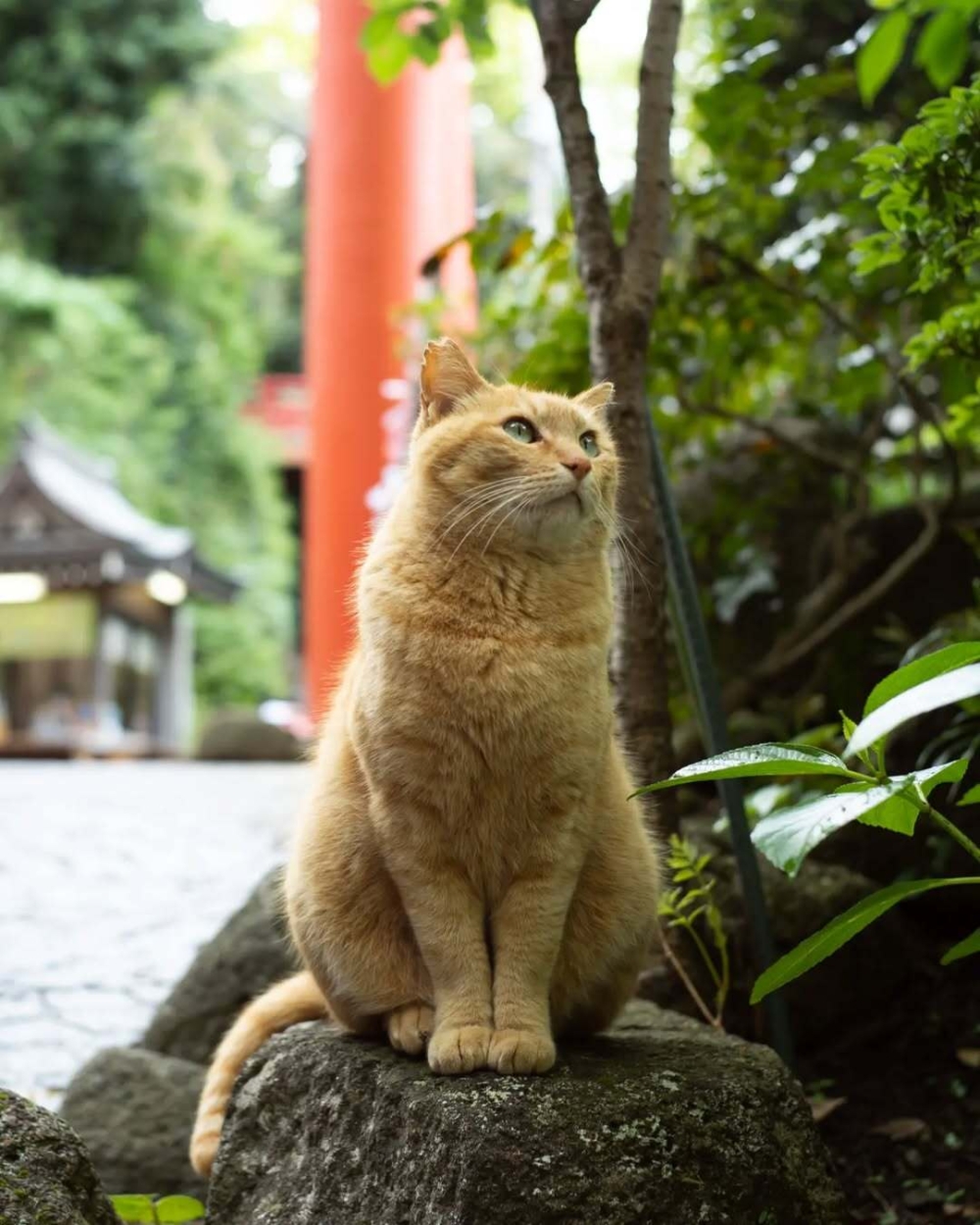 日本貓島:江之島